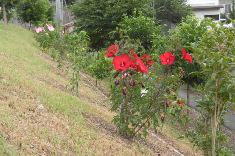 梅雨に入りました